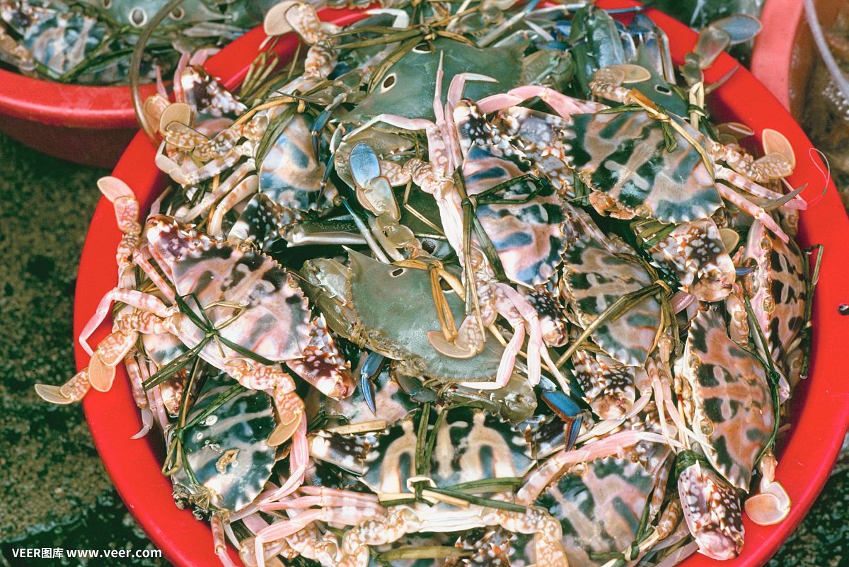 紫草